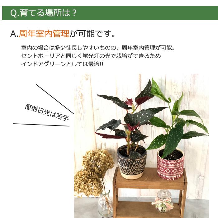 予約販売 木立ち性ベゴニア オレンジルブラ 10 5cmポット ベゴニア 鉢花 インテリアグリーン インドアグリーン 6月下旬以降発送 大決算セール