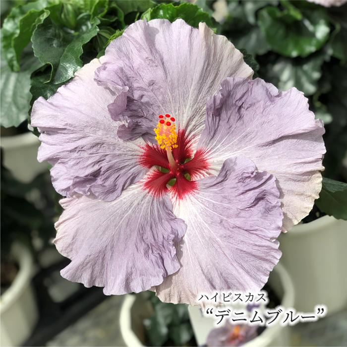ハイビスカス デニムブルー 5号 鉢植え Fru 春先取りの