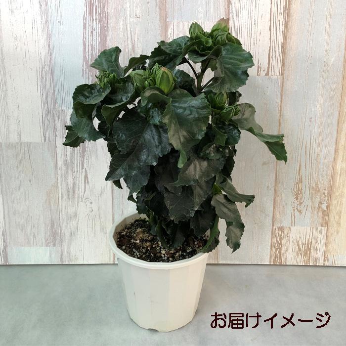 予約販売】 ハイビスカス デニムブルー 5号 鉢植え fru 7月上旬以降