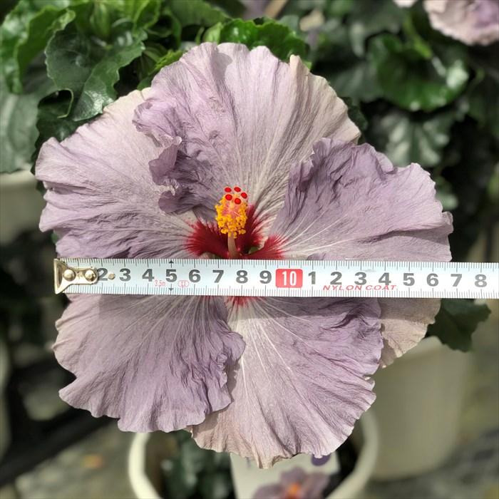 ayakotoです♪6鉢価格！ハイビスカス　デニムブルー　ビーチボール　苗 ayakotoです♪6鉢価格！ハイビスカス デニムブルー ビーチボール