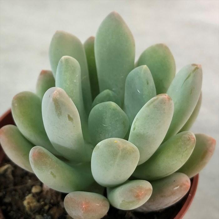 大注目 多肉植物 エケベリア エレガンスブルー 6 5cmポット 観葉植物 インテリア Grf 格安激安