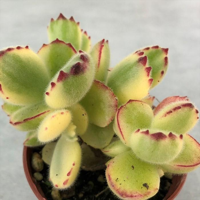 多肉植物 コチレドン 熊童子錦 6.5cmポット 観葉植物 インテリア grf