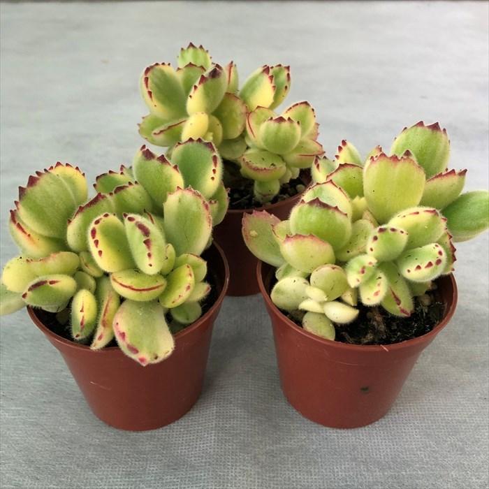 多肉植物 コチレドン 熊童子錦 6.5cmポット 観葉植物 インテリア grf