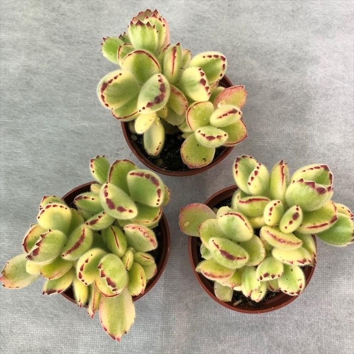 多肉植物 コチレドン 熊童子錦 6.5cmポット 観葉植物 インテリア grf