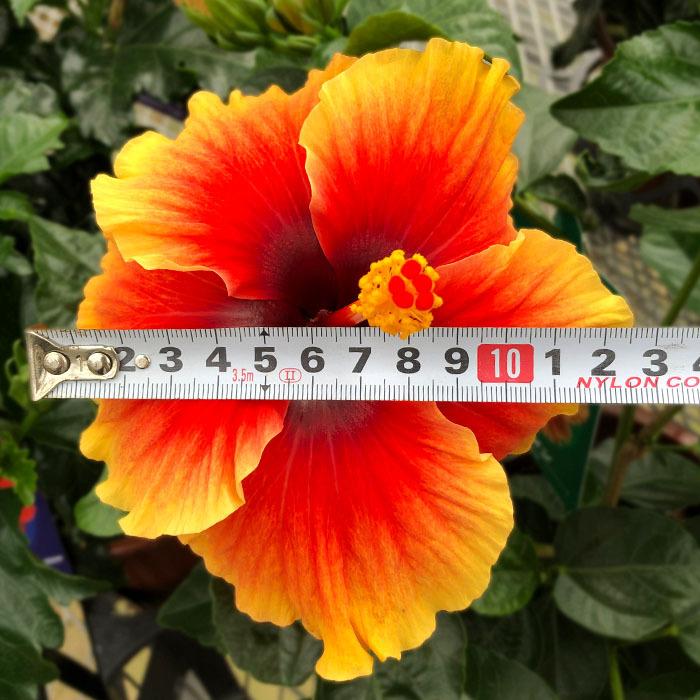 最安価格 ハイビスカス カルメン 5号 鉢植え Tyo 6月下旬以降発送 Flyingjeep Jp