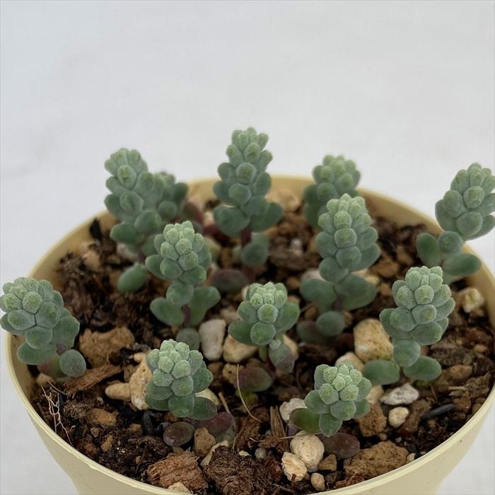 年末年始大決算 多肉植物 セダム 木立ブレビフォリウム 6cmポット インテリア Ejr 観葉植物