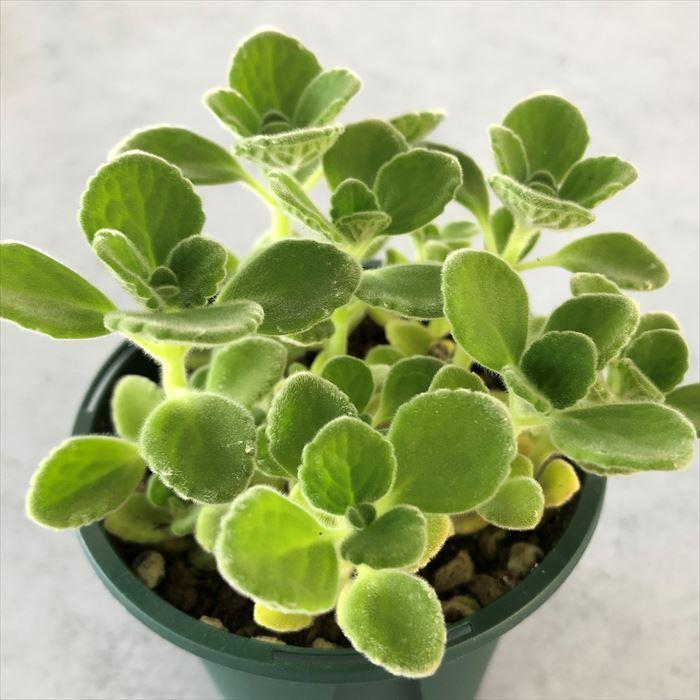 多肉植物 プレクトランサス アロマティカス 7 5cmポット 観葉植物 インテリア Ssf