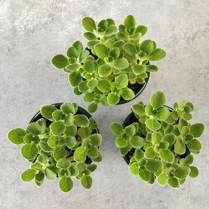 多肉植物 プレクトランサス アロマティカス 7 5cmポット インテリア ショッピング 観葉植物 Ssf