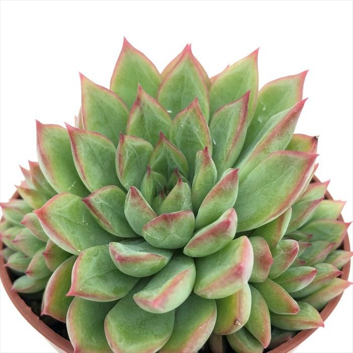 多肉植物 エケベリア 女雛 6 5cmポット メビナ 観葉植物 インテリア Grf L レイテストプランツ 通販 Yahoo ショッピング