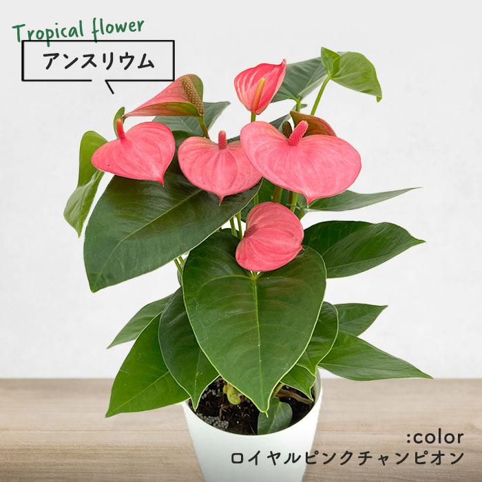 予約販売 送料無料 アンスリウム ロイヤルピンクチャンピオン 6号鉢 観葉植物 鉢植え インテリア 3月下旬以降発送 L レイテストプランツ 通販 Yahoo ショッピング