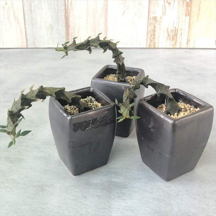 多肉植物 セロペギア ボッセリ 7.5cm陶器鉢 コーデックス 観葉植物 