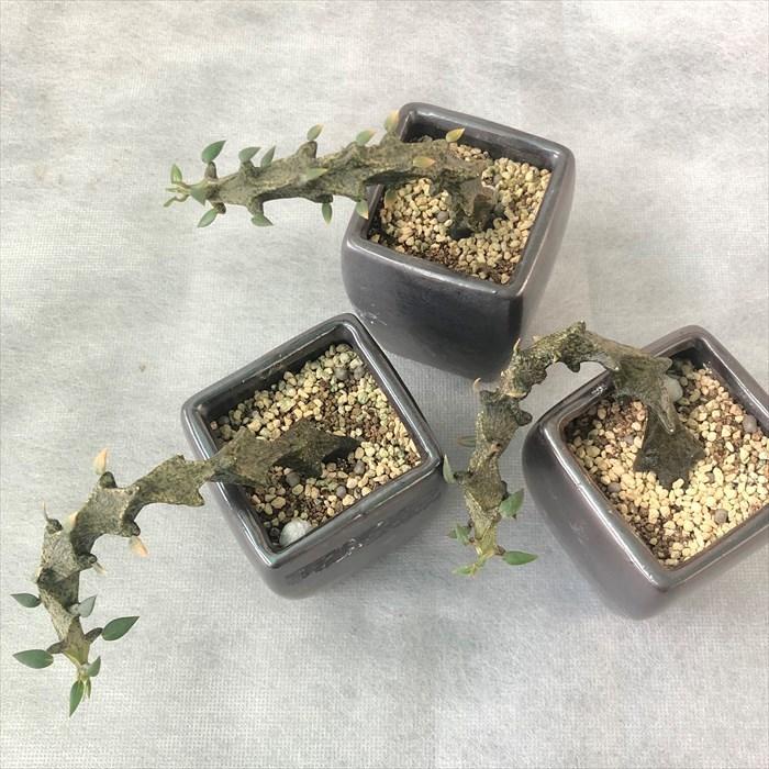 多肉植物 セロペギア ボッセリ 7.5cm陶器鉢 コーデックス 観葉植物 