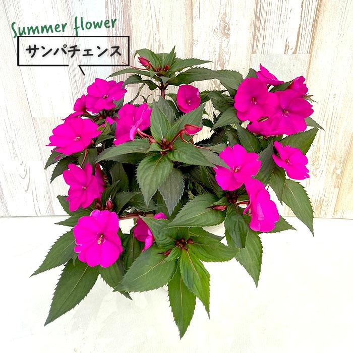予約販売 送料無料 サンパチェンス パープル 6号鉢 鉢花 7月中旬以降発送 L レイテストプランツ 通販 Yahoo ショッピング