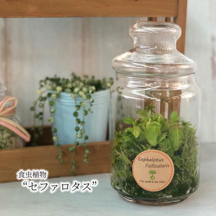 食虫植物 セファロタス ガラスボトル入り フクロユキノシタ テラリウム 観葉植物 インテリア Jahprayzah Com