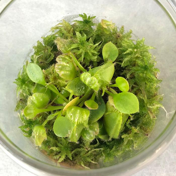 食虫植物 セファロタス ガラスボトル入り 35 Off フクロユキノシタ テラリウム インテリア 観葉植物