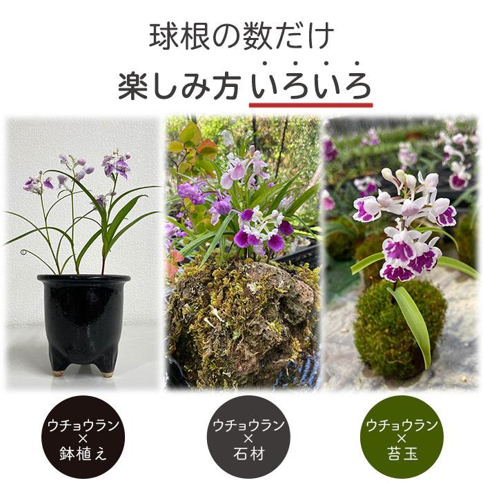 予約販売】送料無料 ウチョウラン ミックス球根 10球 山野草 福袋 羽蝶