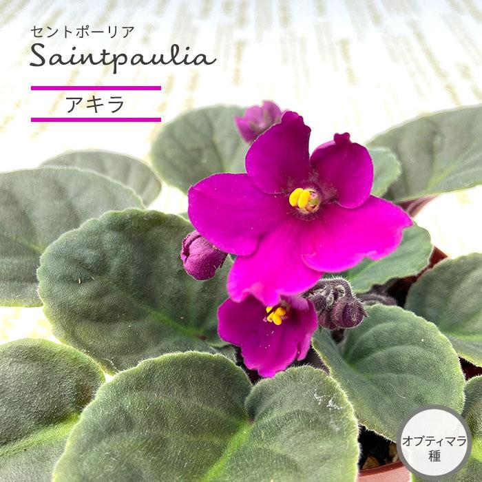 予約販売 セントポーリア アキラ 9cmポット オプティマラ種 鉢花 インテリアグリーン Skf 3月下旬以降発送 L レイテストプランツ 通販 Yahoo ショッピング