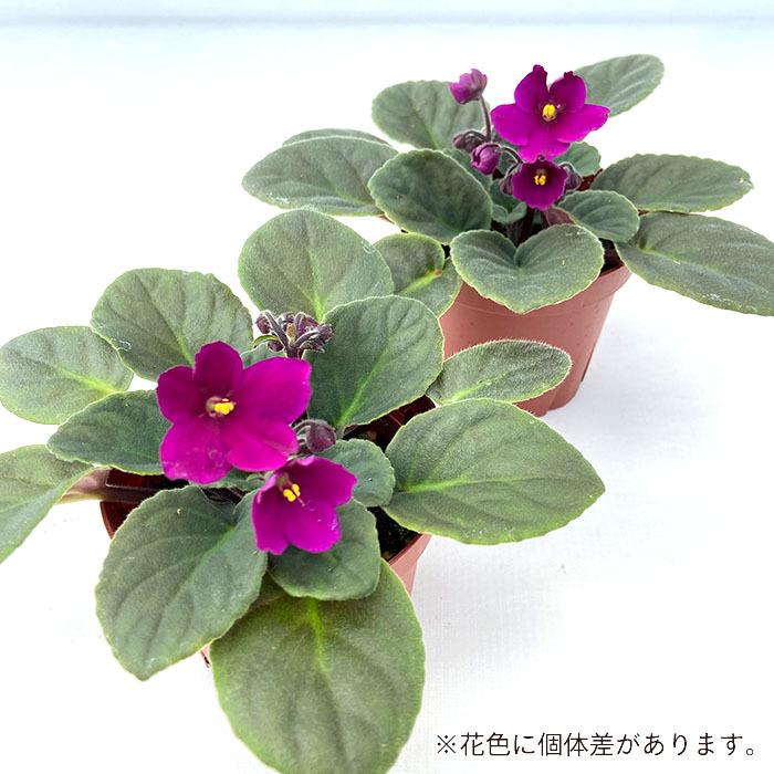 予約販売 セントポーリア アキラ 9cmポット オプティマラ種 鉢花 インテリアグリーン Skf 3月下旬以降発送 L レイテストプランツ 通販 Yahoo ショッピング