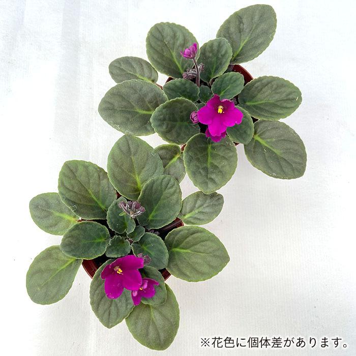 予約販売 セントポーリア アキラ 9cmポット オプティマラ種 鉢花 インテリアグリーン Skf 3月下旬以降発送 L レイテストプランツ 通販 Yahoo ショッピング