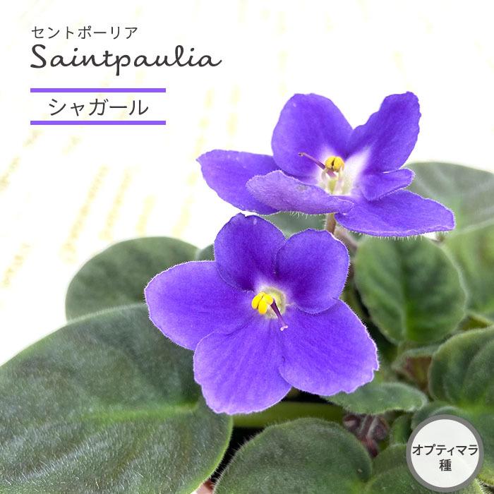 予約販売 セントポーリア シャガール 9cmポット オプティマラ種 鉢花 インテリアグリーン Skf 11月中旬以降発送 L レイテストプランツ 通販 Yahoo ショッピング