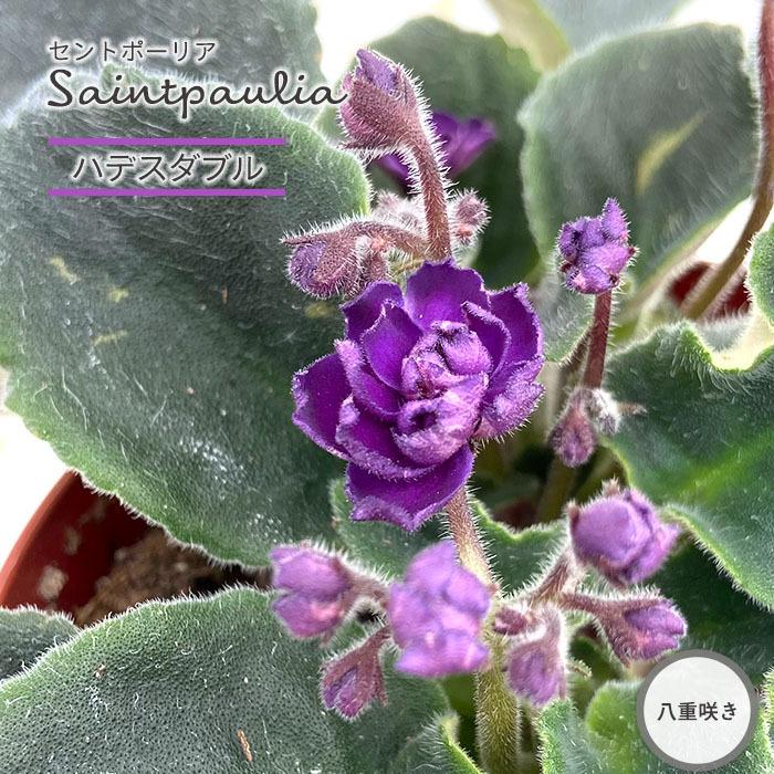 セントポーリア ハデスダブル 9cmポット 八重咲き オプティマラ種 鉢花 インテリアグリーン Skf L レイテストプランツ 通販 Yahoo ショッピング