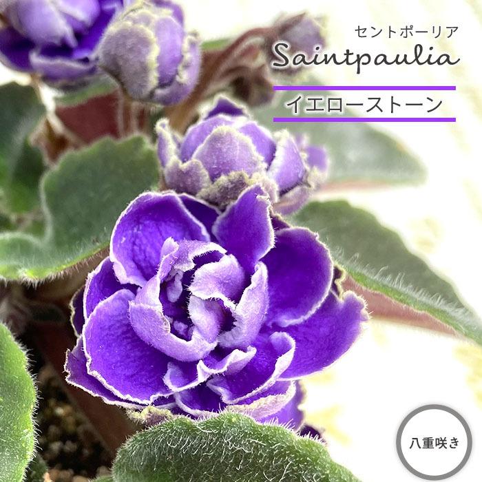 予約販売 セントポーリア イエローストーン 9cmポット 八重咲き オプティマラ種 鉢花 インテリアグリーン Skf 6月中旬以降発送 L レイテストプランツ 通販 Yahoo ショッピング