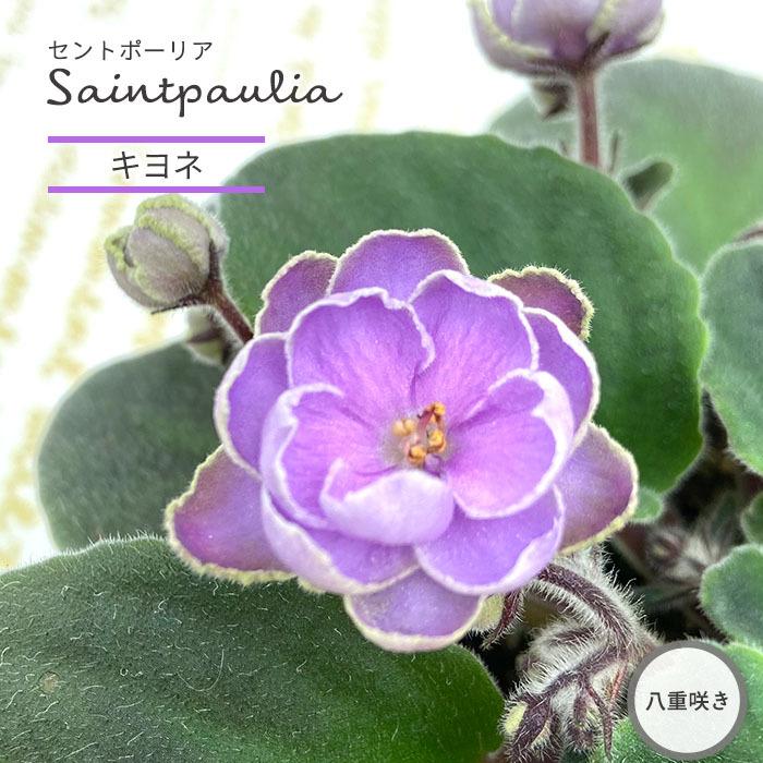 予約販売 セントポーリア キヨネ 9cmポット 八重咲き オプティマラ種 鉢花 インテリアグリーン Skf 6月中旬以降発送 L レイテストプランツ 通販 Yahoo ショッピング