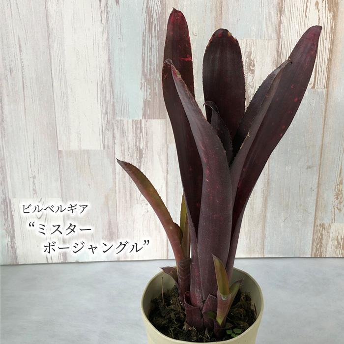 ビルベルギア ミスターボージャングル 5号鉢 ブロメリア 観葉植物