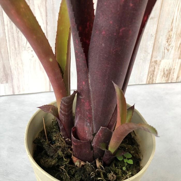 ビルベルギア ミスターボージャングル 5号鉢 ブロメリア 観葉植物