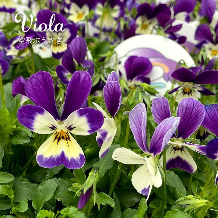 まもなく予約締切】【予約販売】 ビオラ 空飛ぶうさぎ 9cmポット