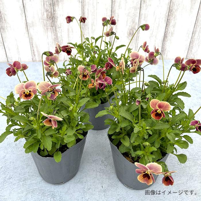 予約販売 ビオラ ピンクコアラ 9cmポット 丸弁型 見元園芸オリジナルビオラ 花苗 ガーデニング 11月中旬以降発送 L レイテストプランツ 通販 Yahoo ショッピング