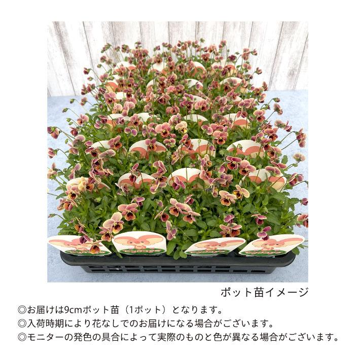 予約販売 ビオラ ピンクコアラ 9cmポット 丸弁型 見元園芸オリジナルビオラ 花苗 ガーデニング 11月中旬以降発送 L レイテストプランツ 通販 Yahoo ショッピング