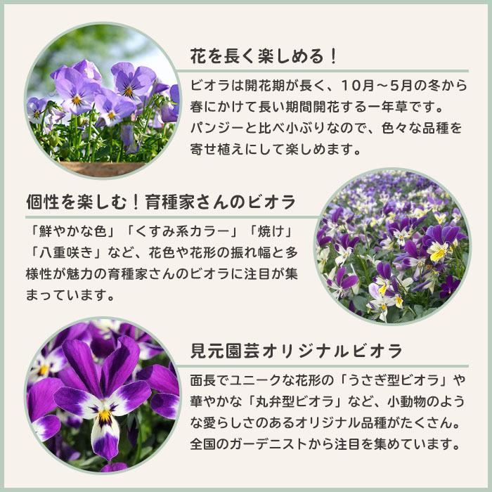 予約販売 ビオラ ピンクコアラ 9cmポット 丸弁型 見元園芸オリジナルビオラ 花苗 ガーデニング 11月中旬以降発送 L レイテストプランツ 通販 Yahoo ショッピング
