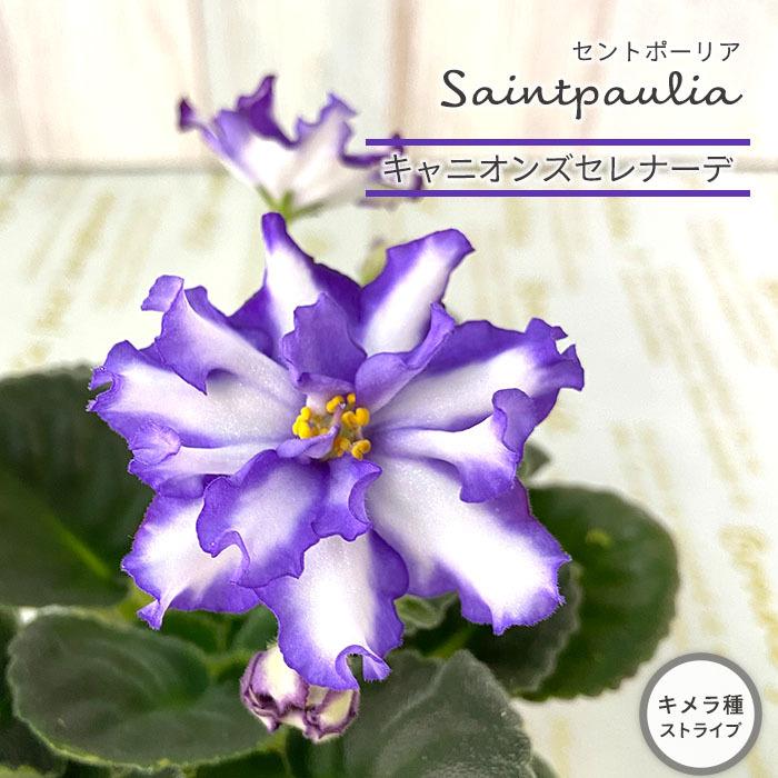 セントポーリア キャニオンズセレナーデ 3号鉢 キメラ種 ストライプ 鉢花 インテリアグリーン Ogr 11月