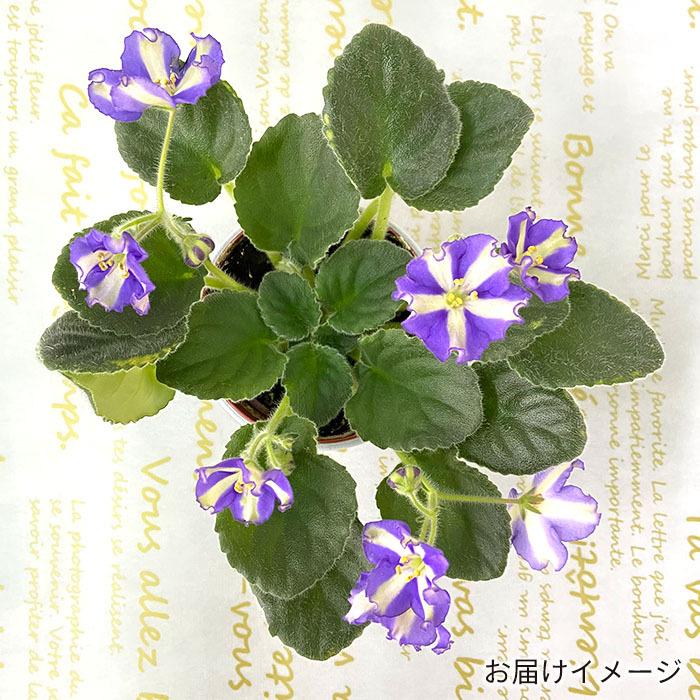 予約販売】 セントポーリア ユカコ 3号鉢 キメラ種 ストライプ 鉢花