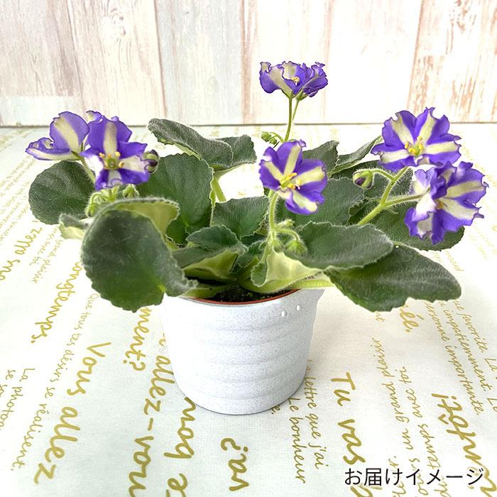 予約販売】 セントポーリア ユカコ 3号鉢 キメラ種 ストライプ 鉢花