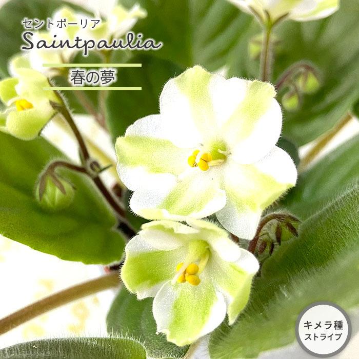 セントポーリア 春の夢 3号鉢 キメラ種 ストライプ 鉢花 インテリアグリーン Ogr 11月