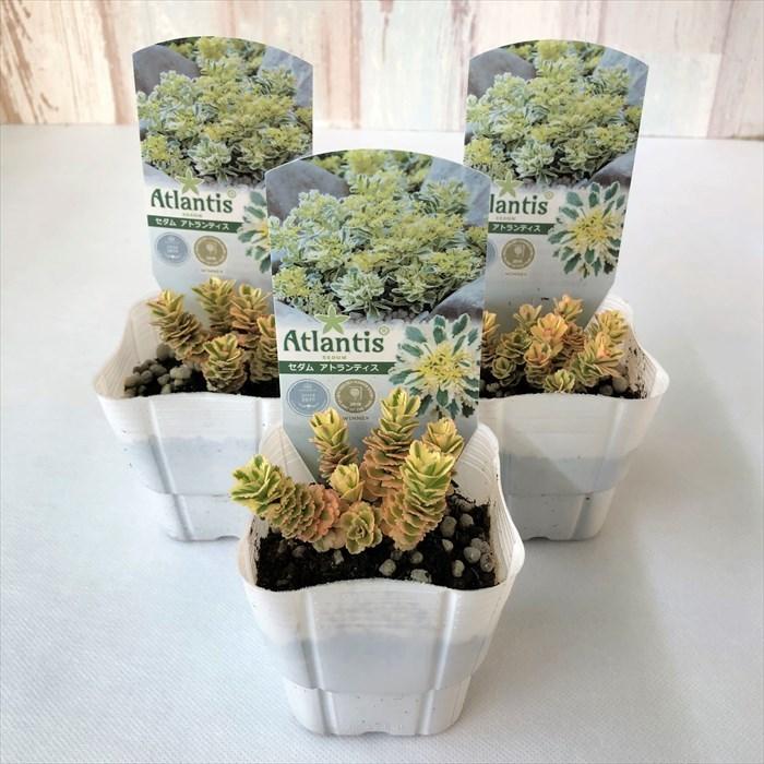 多肉植物 セダム アトランティス 7 5cmポット 観葉植物 インテリア L レイテストプランツ 通販 Yahoo ショッピング