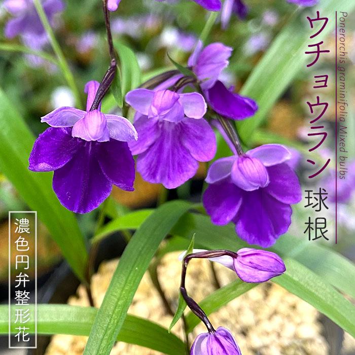 予約販売 送料無料 ウチョウラン 濃色円弁整形花 ミックス球根 山野草 5球 福袋 羽蝶蘭 うちょうらん Bio 2月下旬以降発送 L レイテストプランツ 通販 Yahoo ショッピング