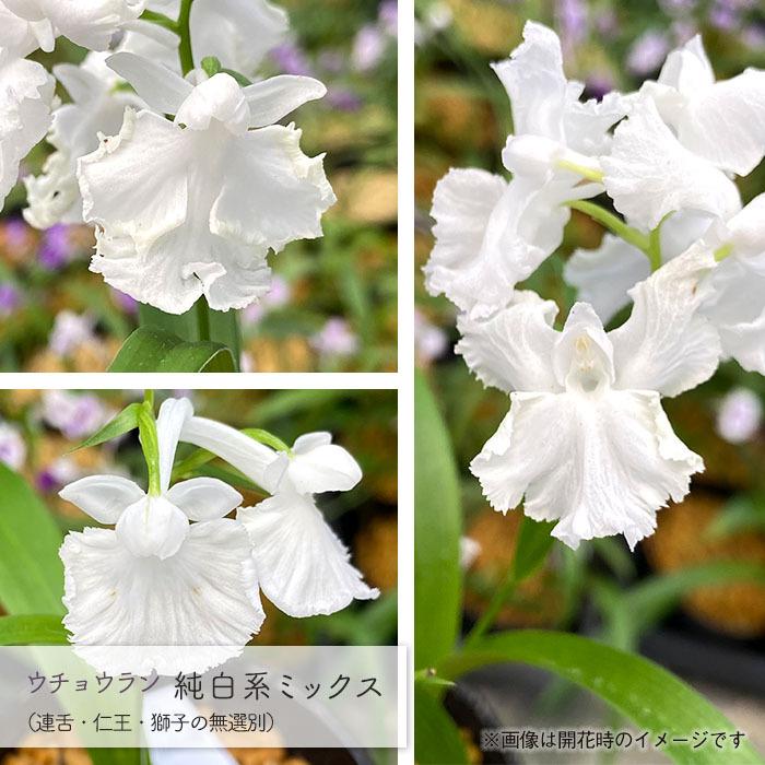 予約販売】送料無料 ウチョウラン 純白系 ミックス球根 5球 山野草