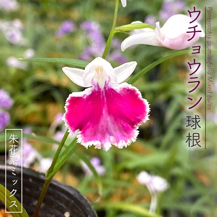 まもなく予約締切】【予約販売】送料無料 ウチョウラン 朱花系