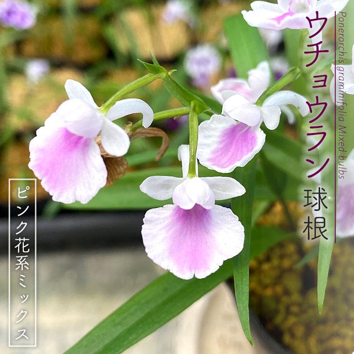 予約販売 送料無料 ウチョウラン ピンク花系 ミックス球根 山野草 5球 福袋 羽蝶蘭 うちょうらん Bio 2月下旬以降発送 L レイテストプランツ 通販 Yahoo ショッピング