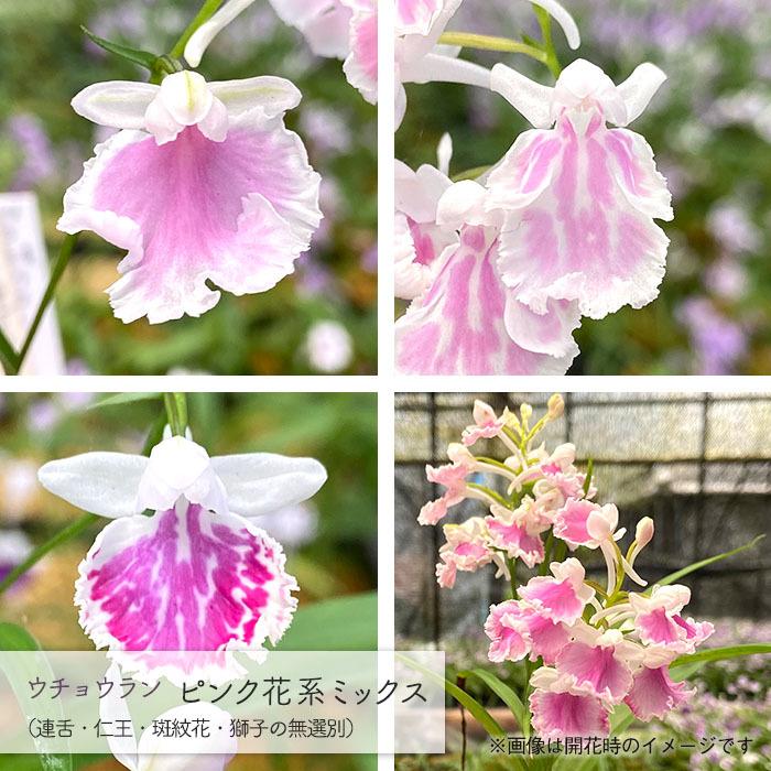 送料無料 ウチョウラン ピンク花系 11月下旬以降発送 山野草 うちょうらん 福袋 羽蝶蘭 5球 ミックス球根