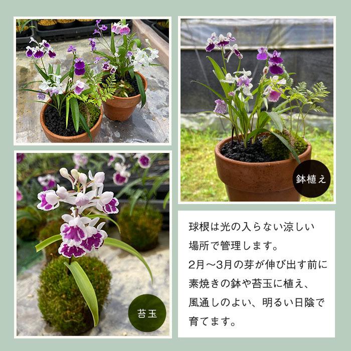 送料無料 ウチョウラン ピンク花系 11月下旬以降発送 山野草 うちょうらん 福袋 羽蝶蘭 5球 ミックス球根