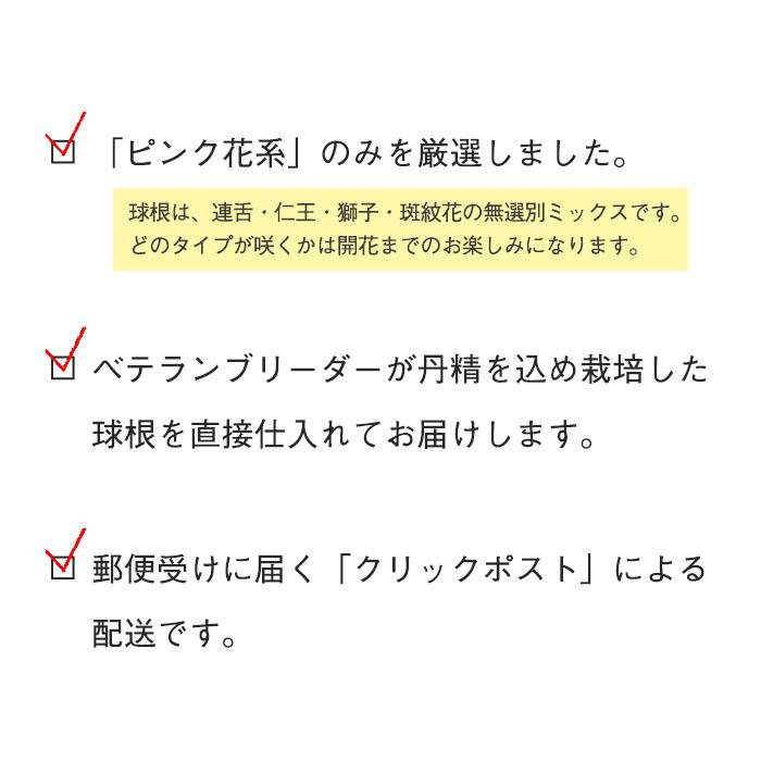 送料無料 ウチョウラン ピンク花系 11月下旬以降発送 山野草 うちょうらん 福袋 羽蝶蘭 5球 ミックス球根