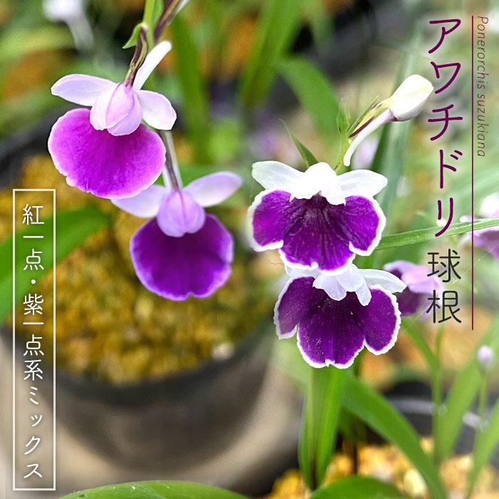 予約販売】送料無料 アワチドリ 紅一点・紫一点系 連舌円弁 ミックス