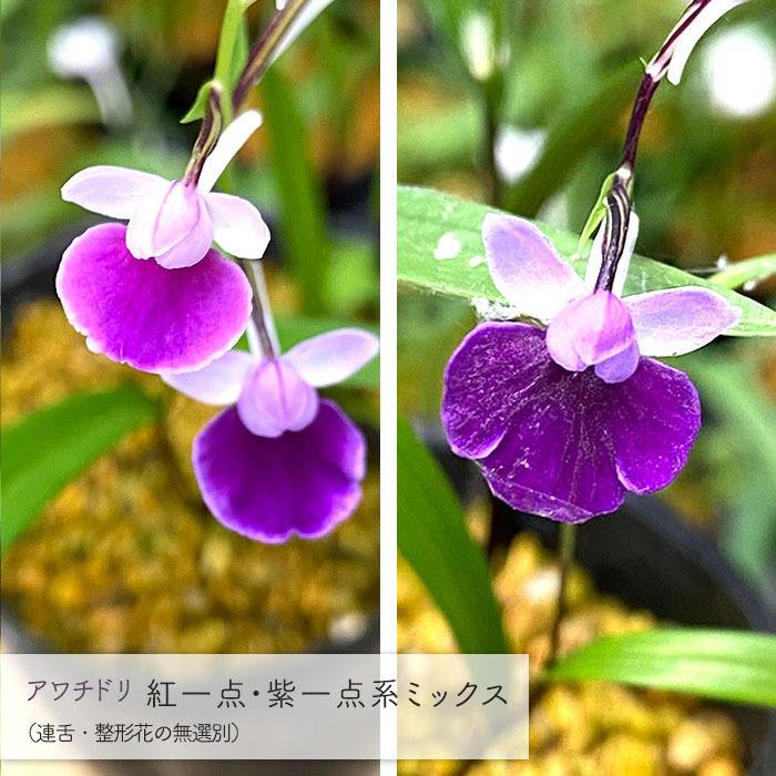 予約販売】送料無料 アワチドリ 紅一点・紫一点系 連舌円弁 ミックス