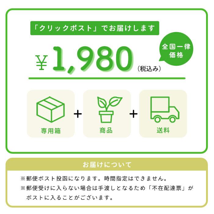 予約販売】送料無料 アワチドリ 紅一点・紫一点系 連舌円弁 ミックス