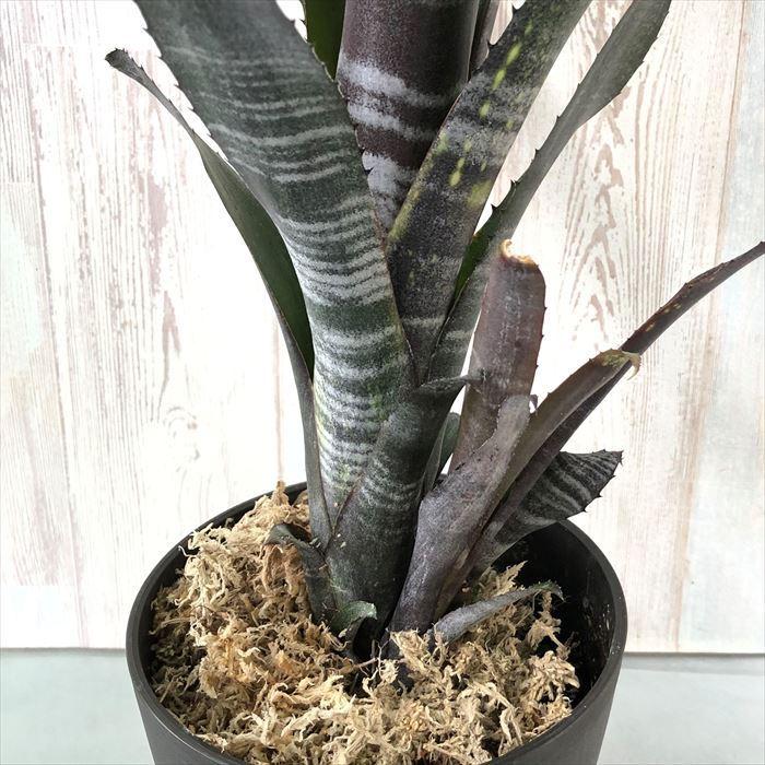観葉植物 ビルベルギア ダースベイダー⑥ 大きめ 抜き苗 タンク