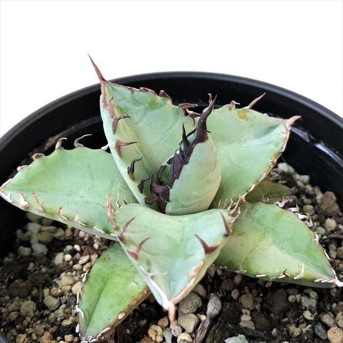 多肉植物 アガベ チタノタ 3号鉢 観葉植物 インテリア L レイテストプランツ 通販 Yahoo ショッピング